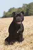 STAFFIE 005
